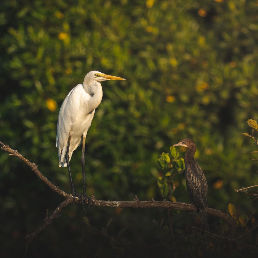 Dr Salim Ali Bird Sanctuary Sightseeing from a Yacht in Goa